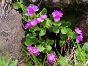 26 Primula hirsuta
